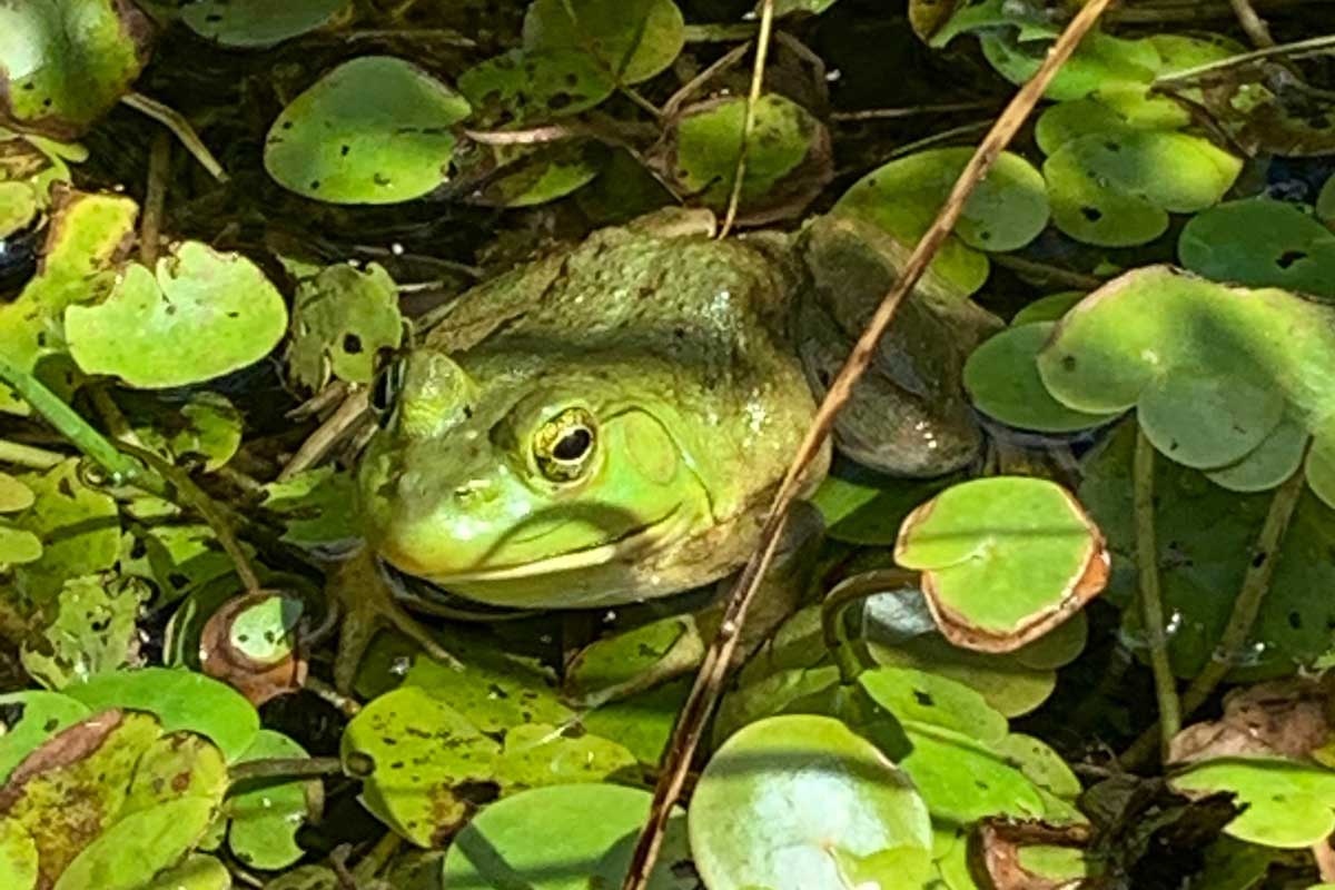 Frog on a field of lillypads
