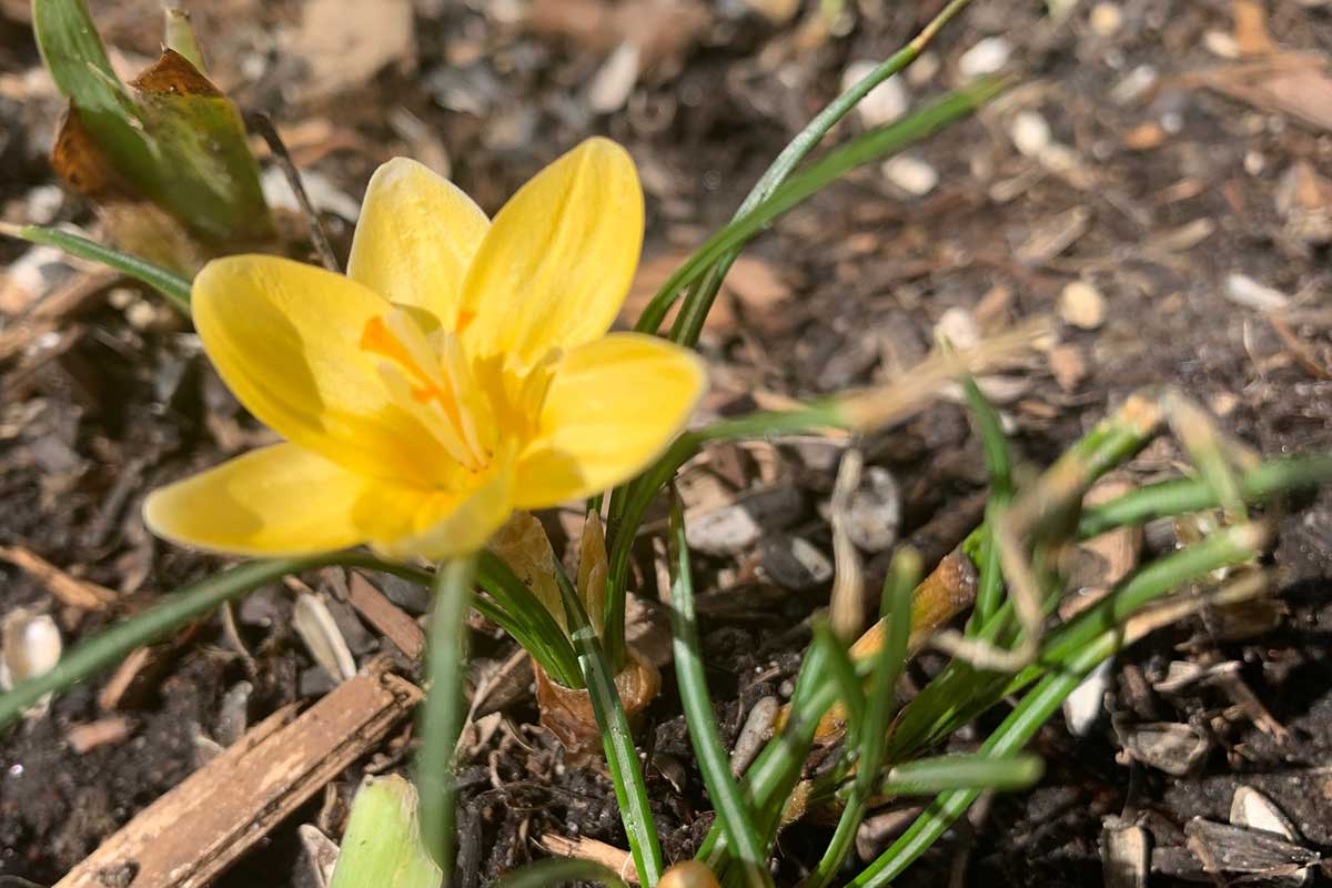 A Yellow Spring Flower blooming