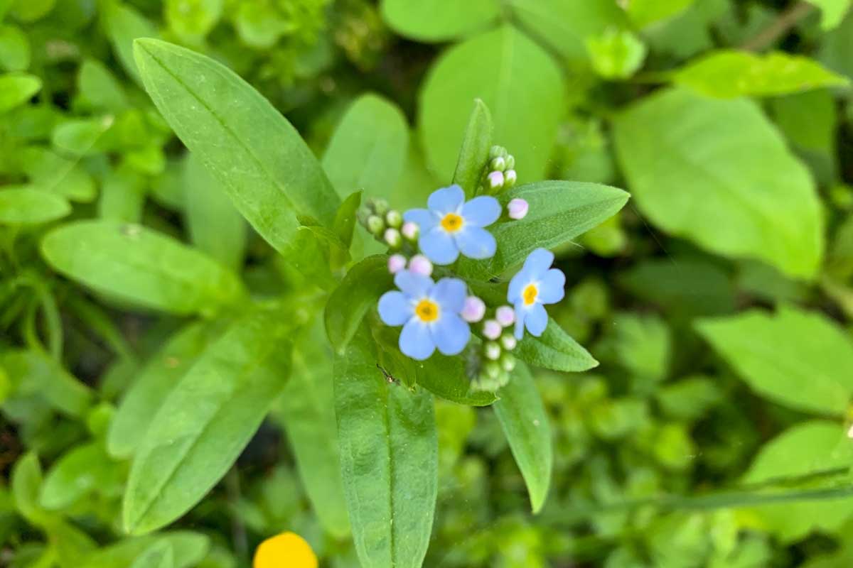 Forget-me-nots in bloom