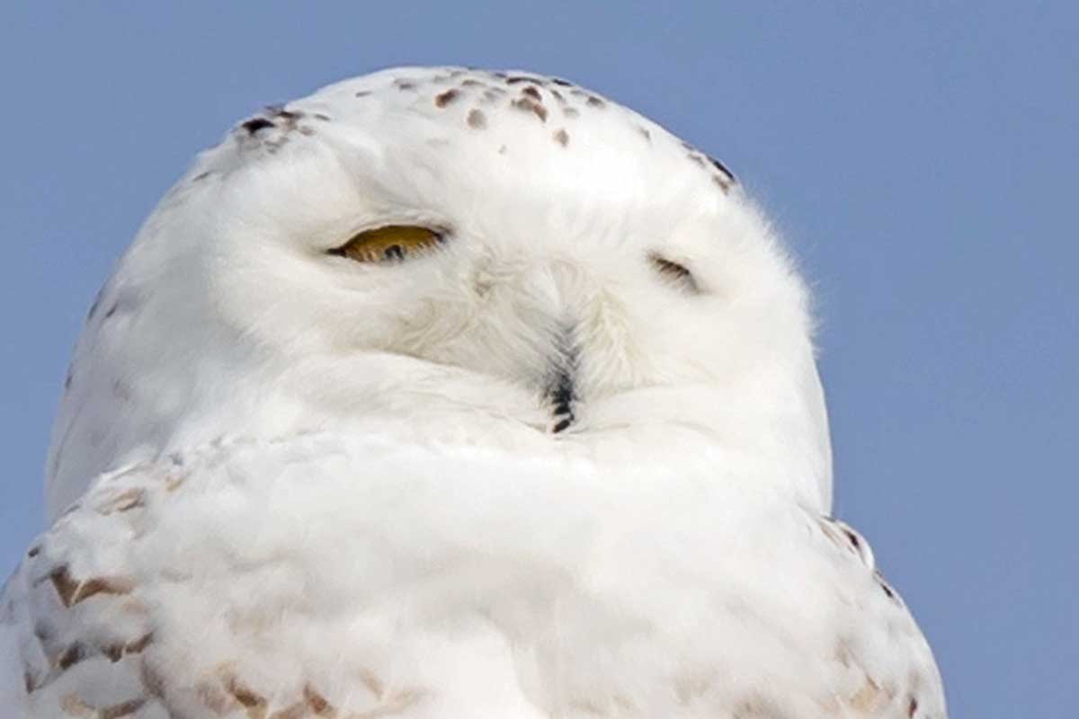 Snowy Owl, in south Kanata