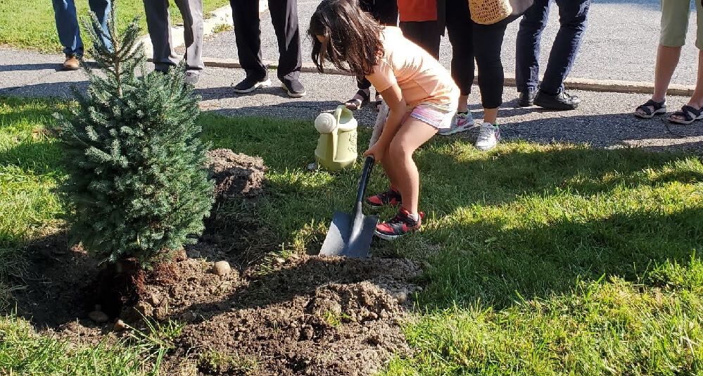 Child helping to plant a tree