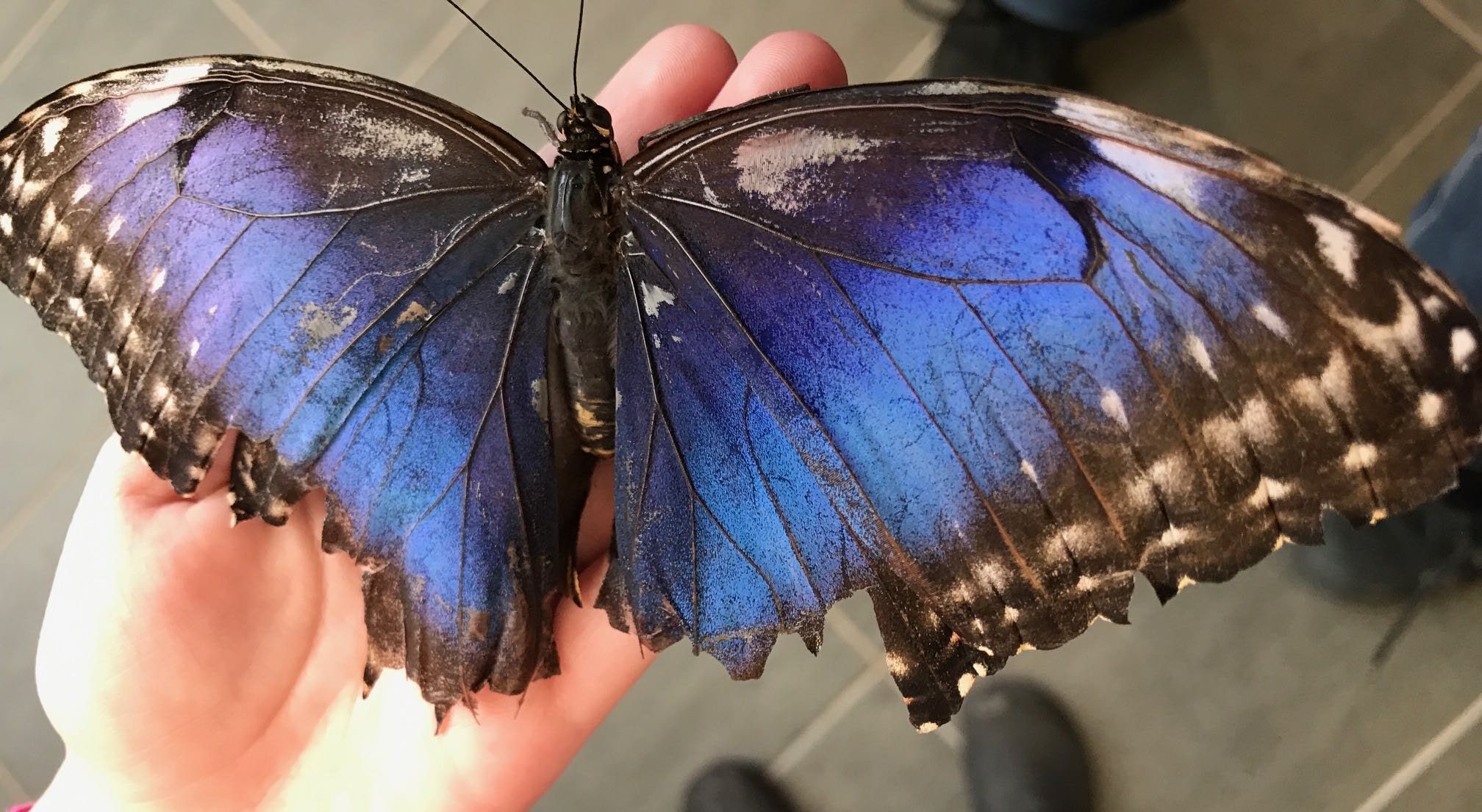 Hand holding a ragged blue butterfly