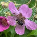 bee in a rose