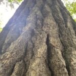 the trunk of a tall pine