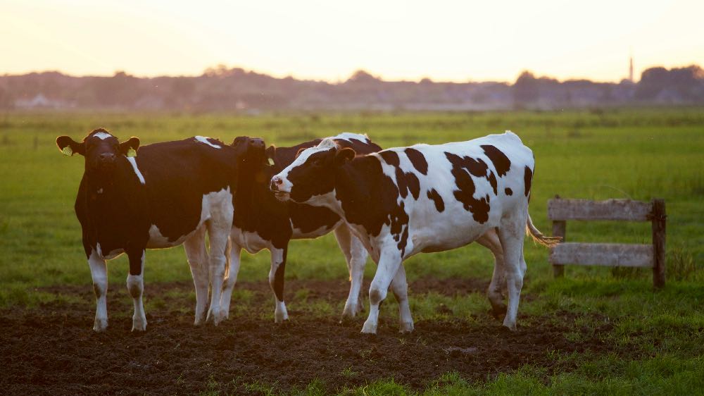 Dairy cows at sunset