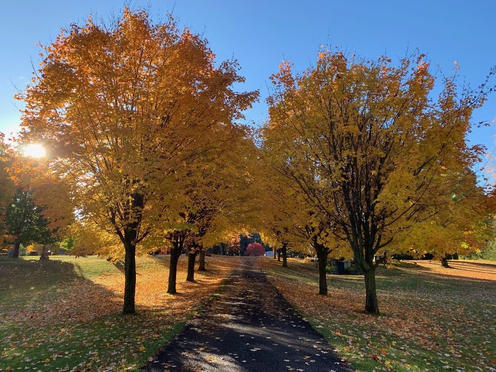 Trees with golden leaves line a path in the sunlight.