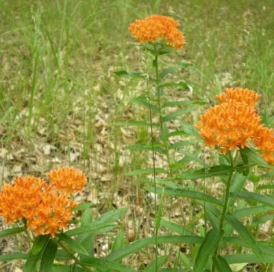 Orange butterfly weed blossoms