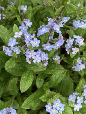 Blue Forget-me-not