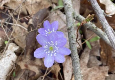 Purple Hepatica flowers