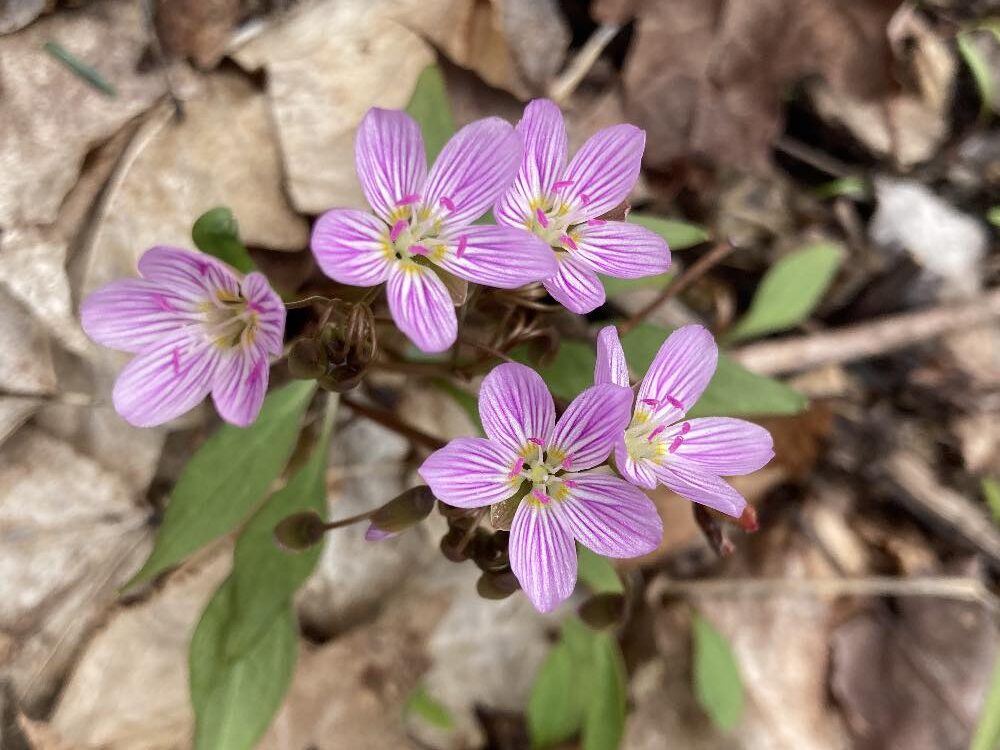 pink flowers