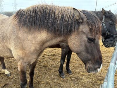 Spirit horses