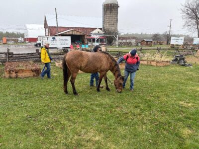 Visitors pet the Spirit horses