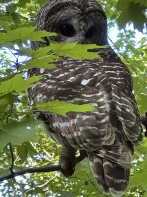 An owl observed.