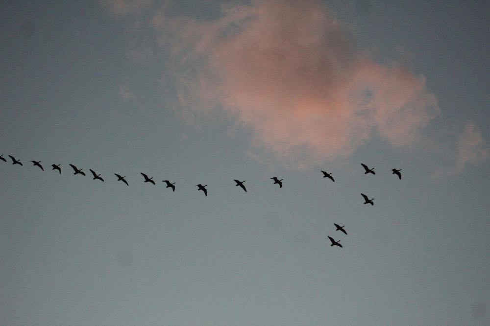 Wild geese flying in a V-formation