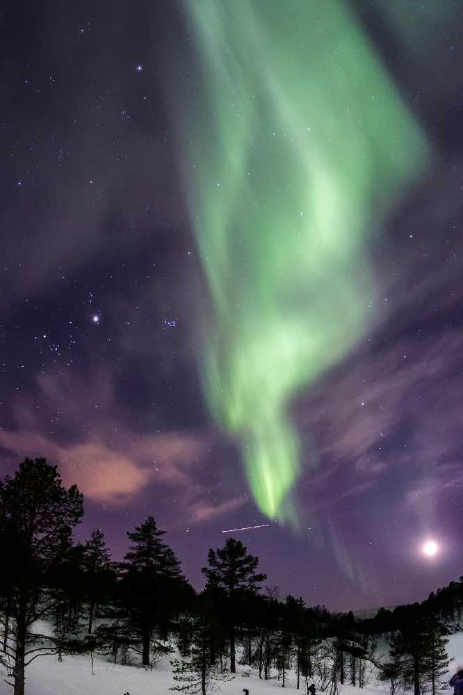 Green northern lights over a snowy forest