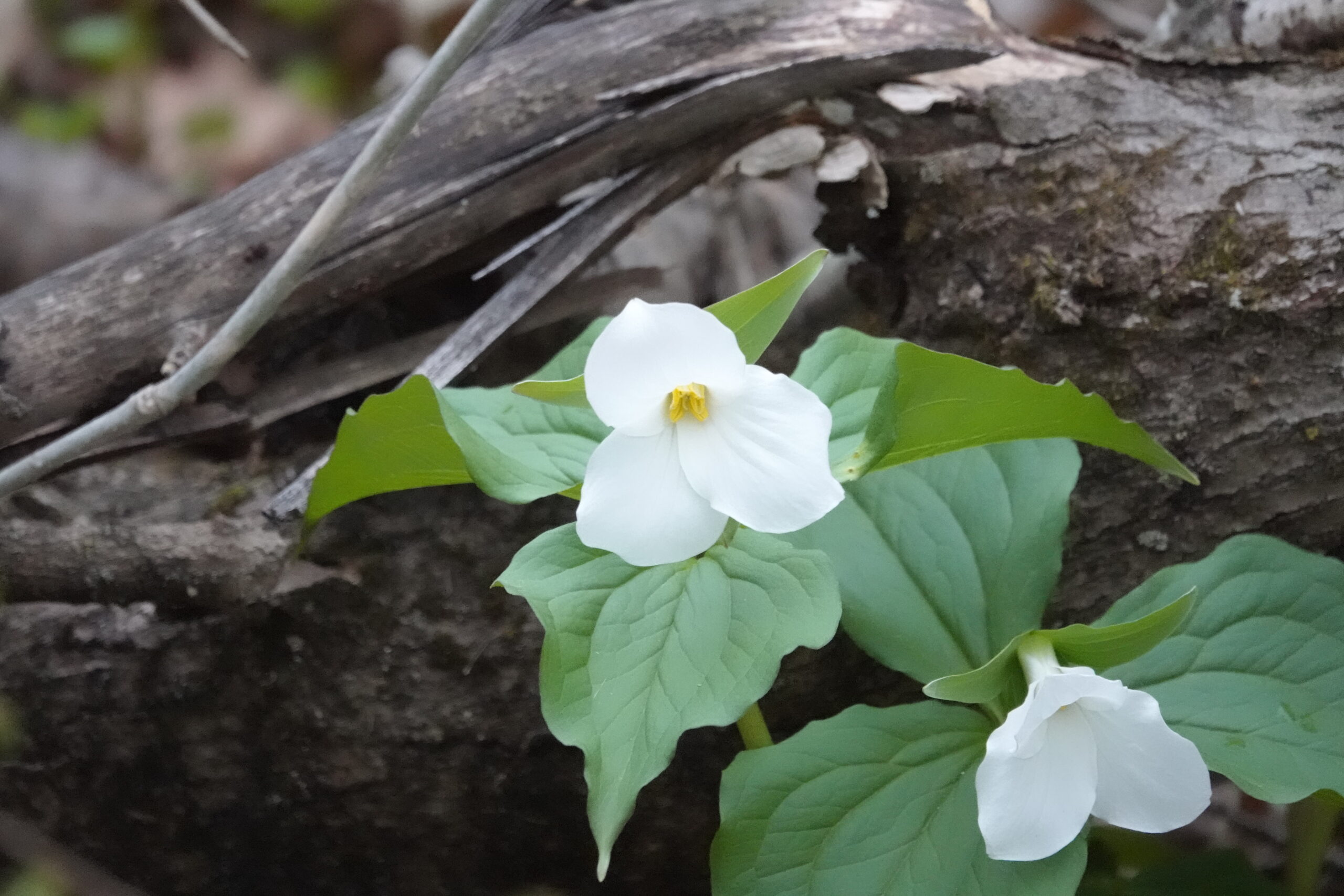 White trillium blossom with dark green leaves