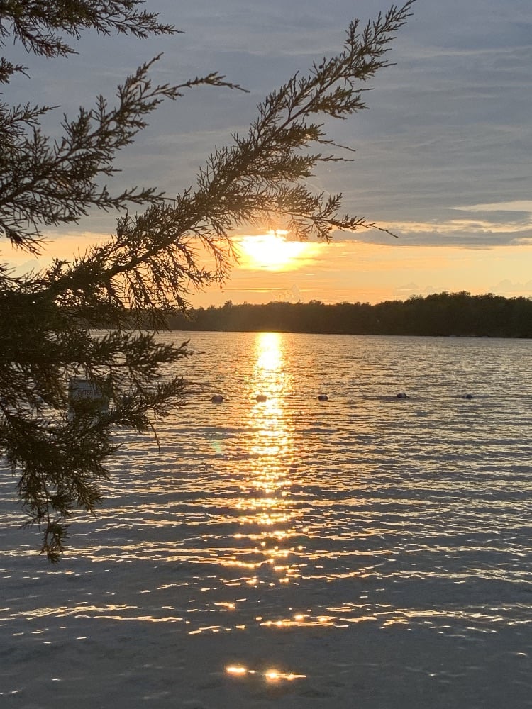 Sunset reflecting golden light on a calm lake with a tree branch in the foreground.
