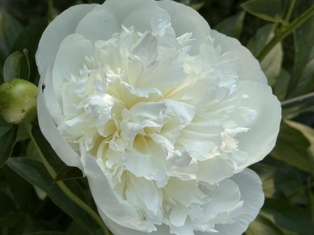 White peony blossom with green leaves