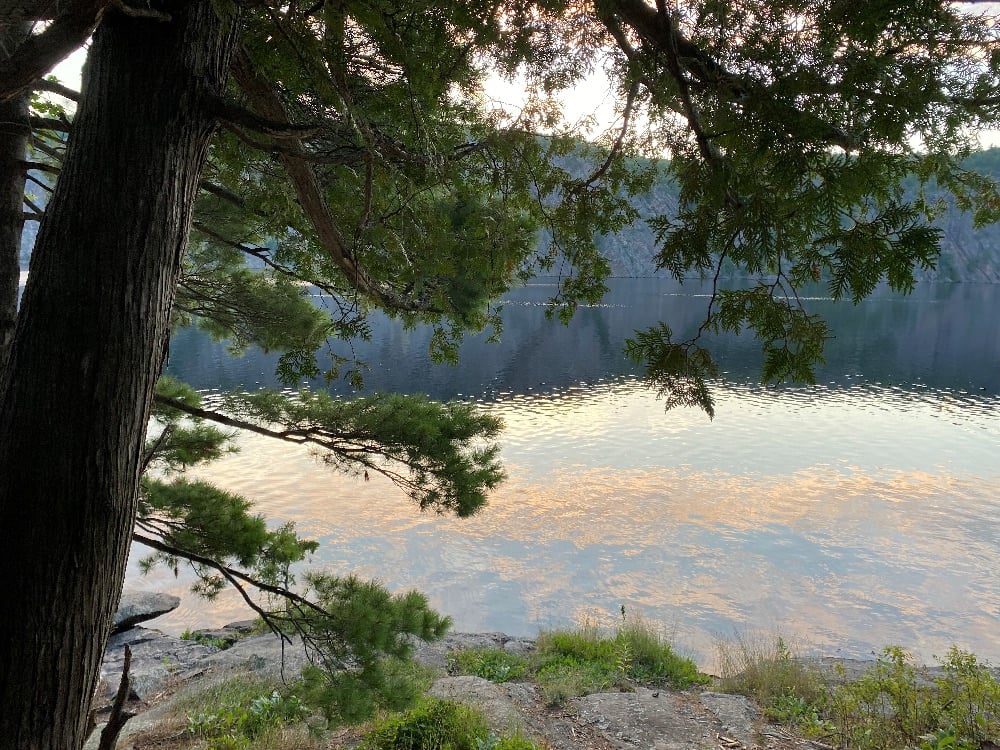 A still lake at at dawn or twilight with a large pine in the foreground