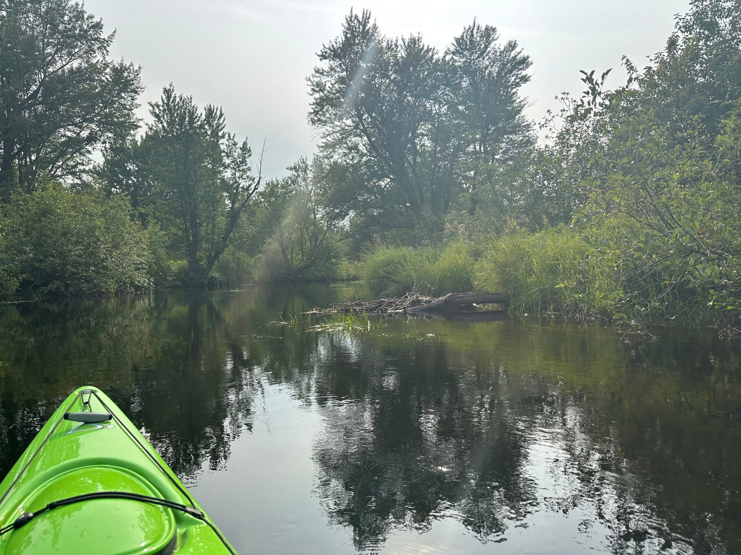 The tip of a canoe is seen heading into a marsh surrounded by trees on a cloudy day.