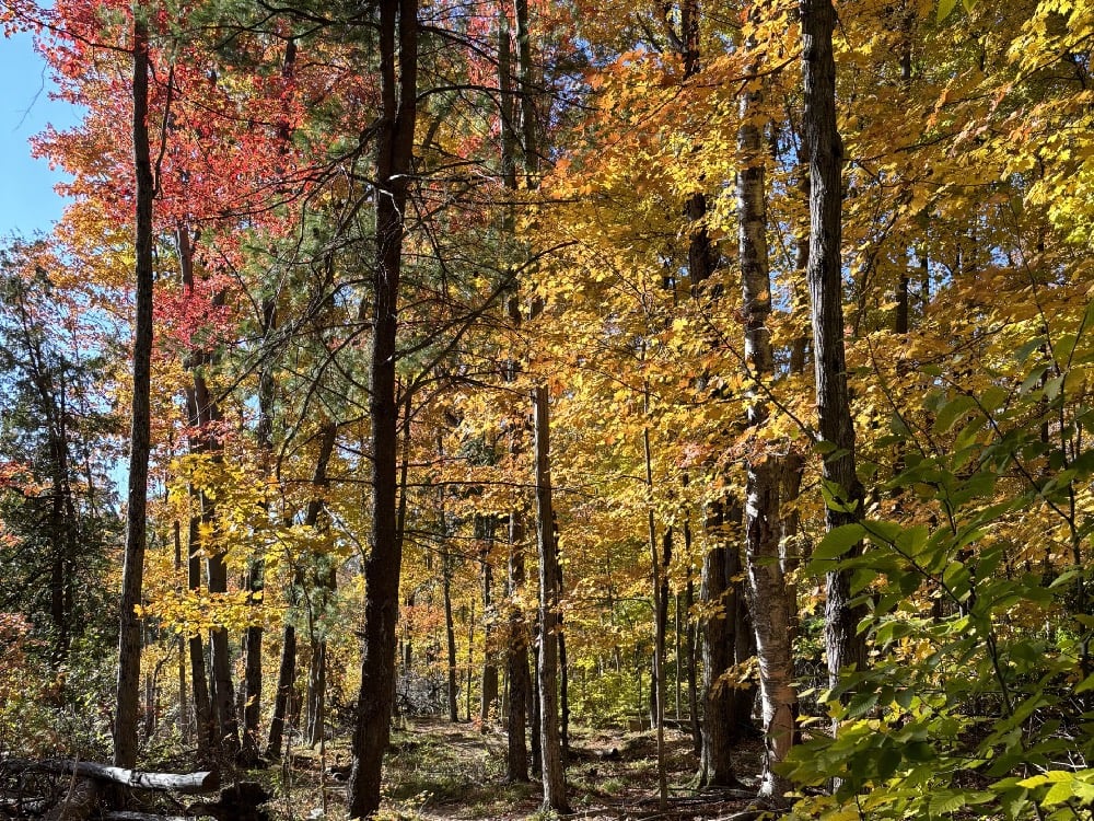 A photo of a forest in fall colours taken from a kiking trail in Ottawa.