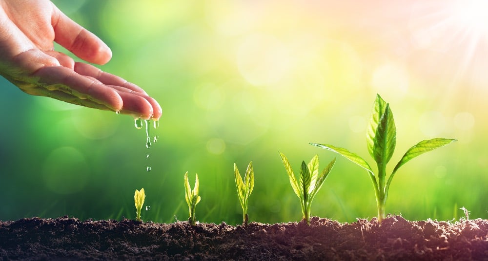 seedlings growiing in a graphic art